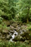 Ruisseau in Rain Forest