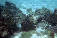 Les fonds sous marin des Tobago Cayes