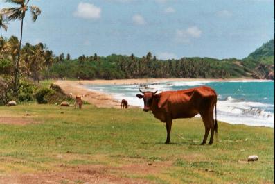Une vache in Grenada