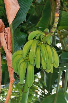 Banana à Grenada